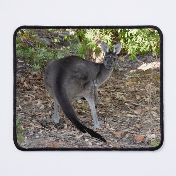 Item preview, Kangaroo peek a boo Yallingup WA designed and sold by Rainbow Farm Photography.