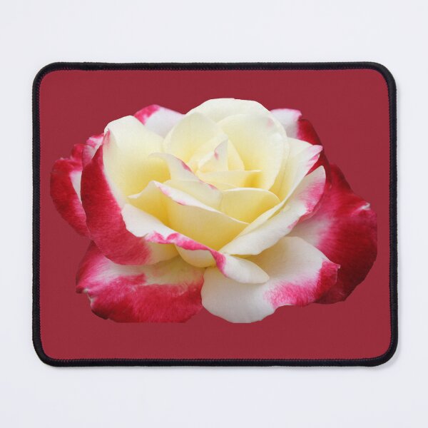 Item preview, Red and Creme Rose designed and sold by STHogan.