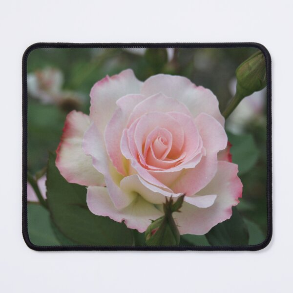 Item preview, Pink Rose with Buds designed and sold by STHogan.