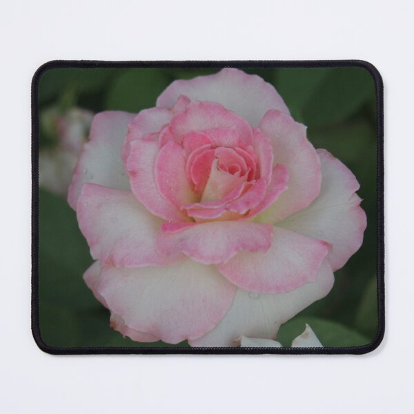 Item preview, Pink Rose designed and sold by STHogan.