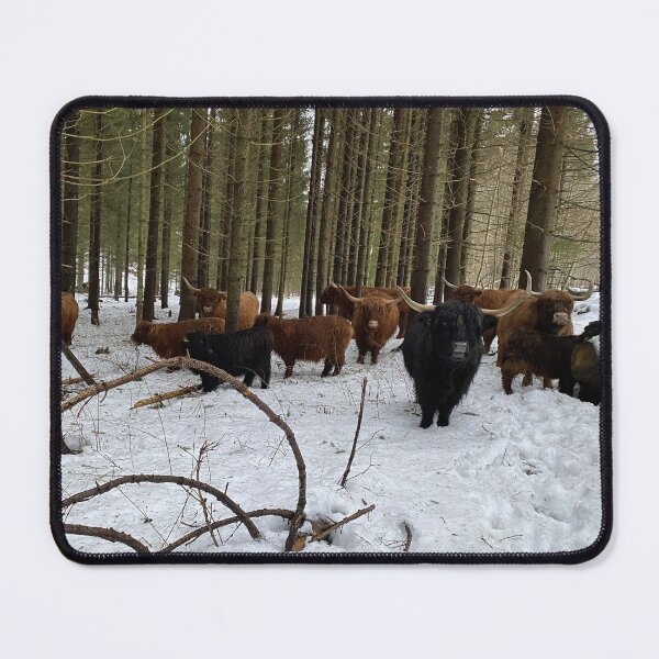 Item preview, Scottish Highland Cattle Cows 4256 designed and sold by SaarelaHighland.
