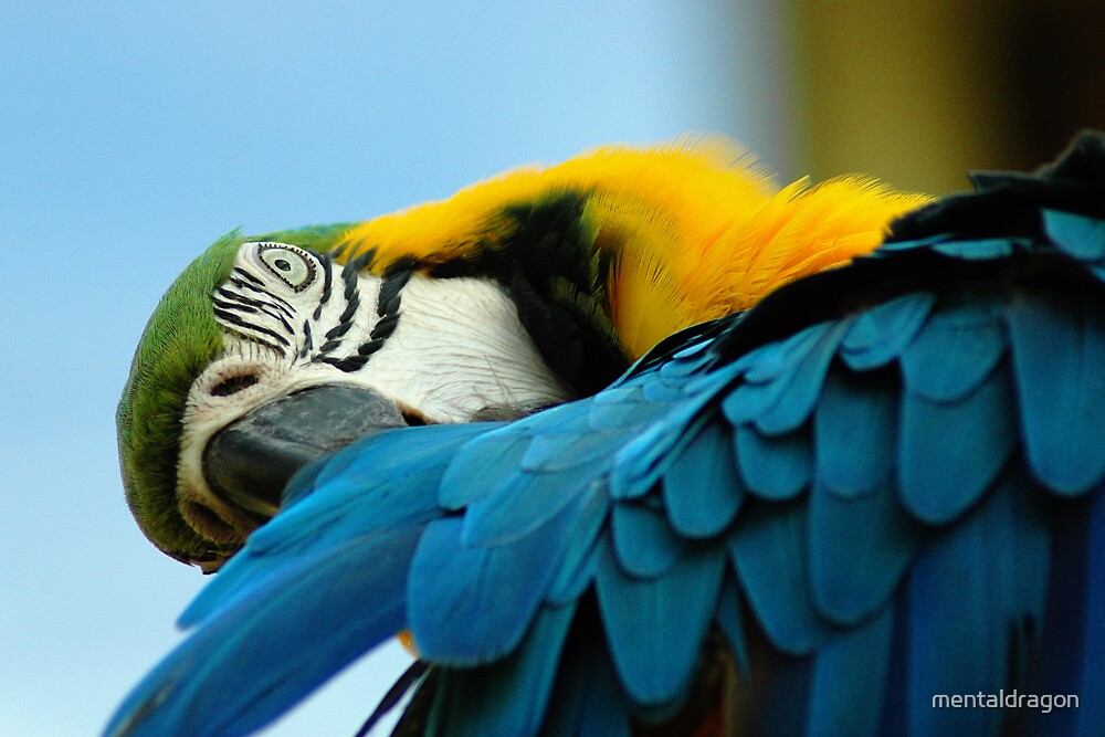 Blue And Gold Macaw By Mentaldragon Redbubble   Flat,1000x1000,075,f.u2 