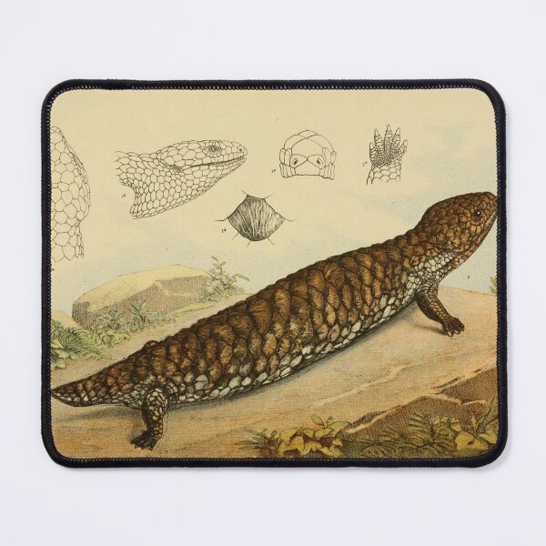 Item preview, Shingle Back Lizard designed and sold by ptMaker.