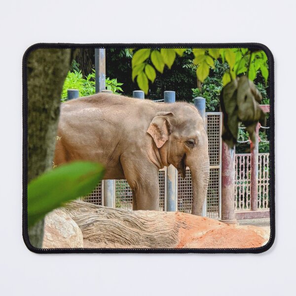 Item preview, Stunning Sumatran Elephant at Melbourne Zoo designed and sold by Michael Voyler.