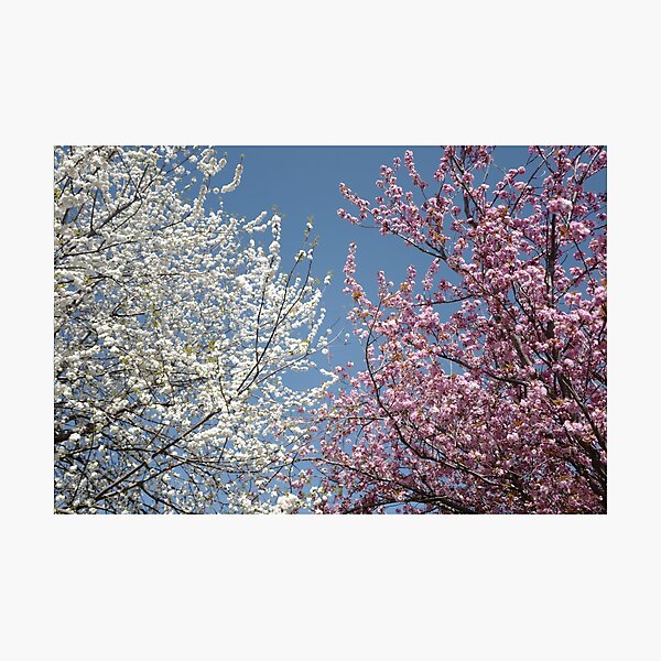 Kirschblüten Fotodruck
