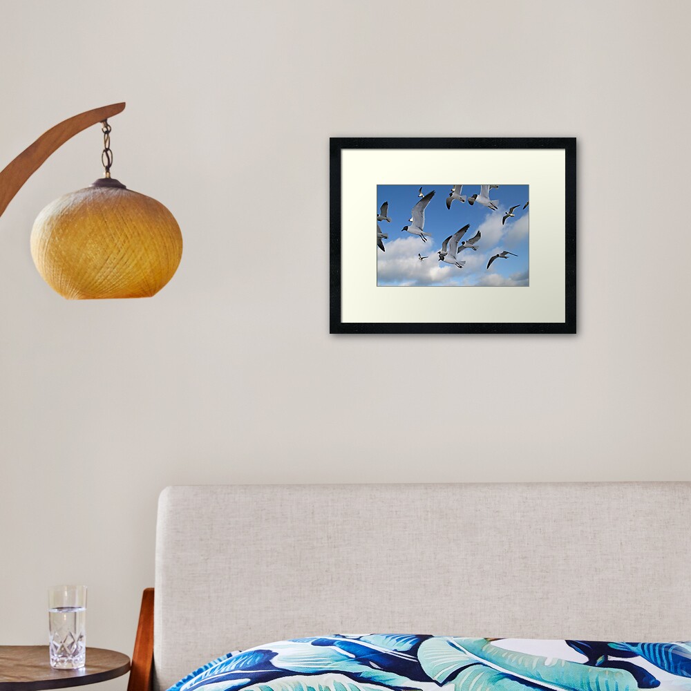 Laughing Gulls Framed Art Print