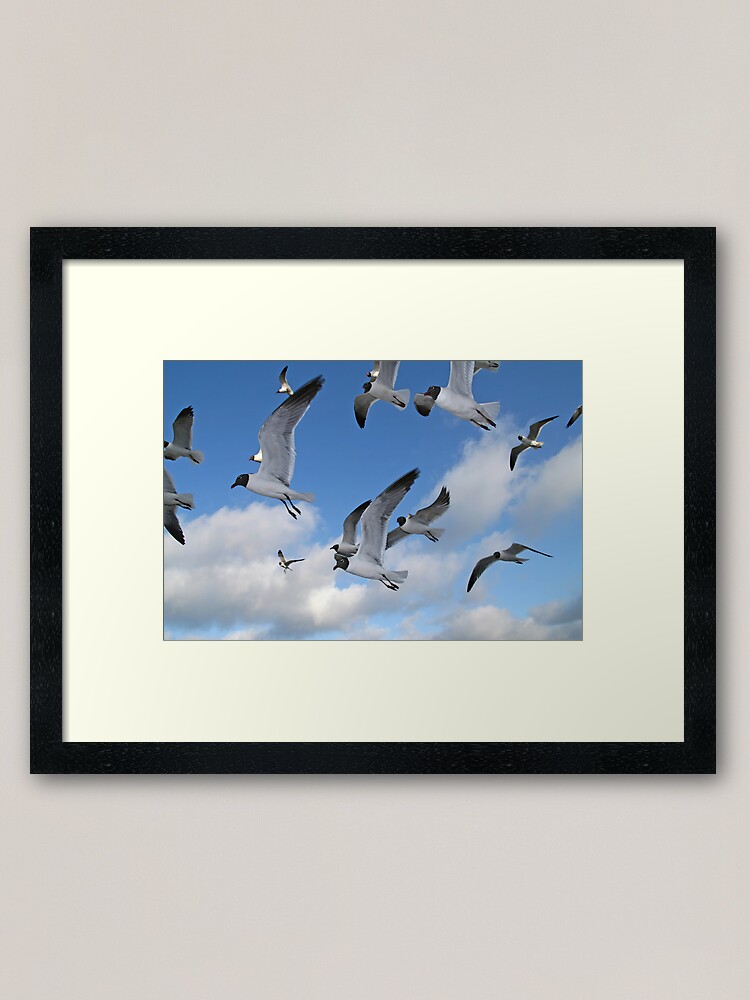 Alternate view of Laughing Gulls Framed Art Print
