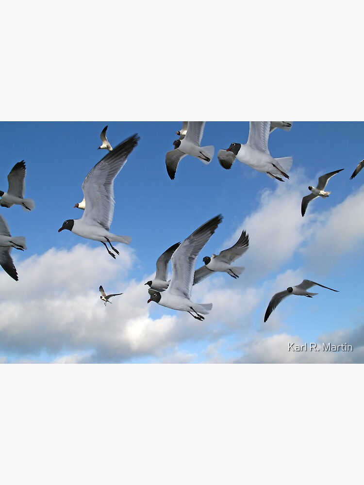 Laughing Gulls by SirEagle