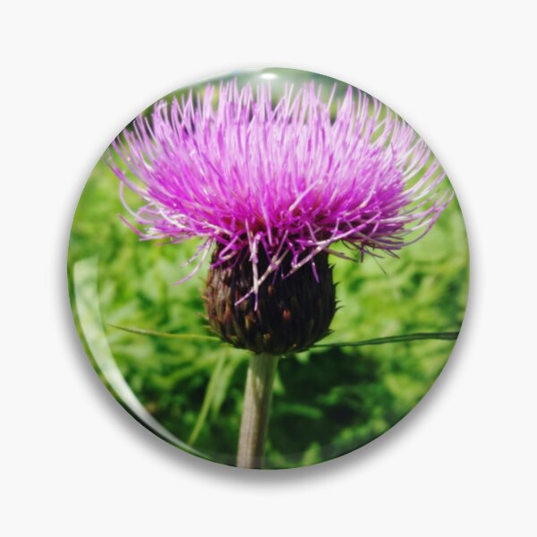 Item preview, Thistle Scotland designed and sold by Justeecat.