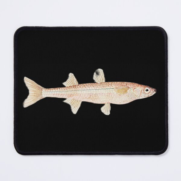 Item preview, Antique Fish Athennidae Vintage Fishing Lovers designed and sold by AmethystMurad.