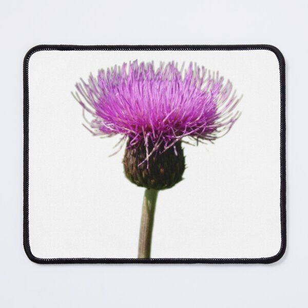 Item preview, Thistle Scotland Lone Thistle designed and sold by Justeecat.