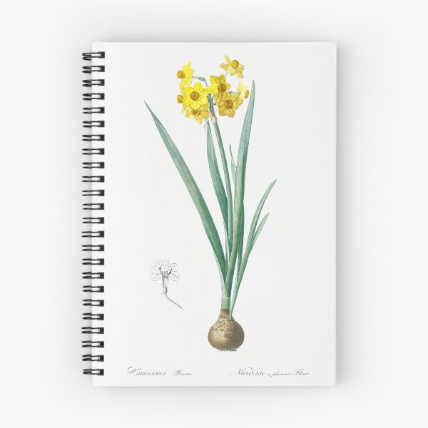 Aperçu de l'œuvre Jonquille Illustration tirée des Liliacées de Pierre-Joseph Redouté créée et vendue par Pretty  Pixel.