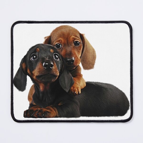 Item preview, Littles Dachshunds designed and sold by Gile-Shop.