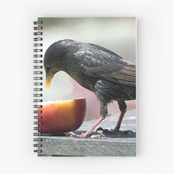 Item preview, Starling - the intensity of a feed.....!!! designed and sold by Roy  Massicks.