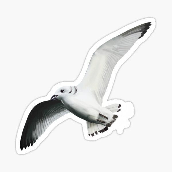 Item preview, Black Legged Kittiwake designed and sold by TSeihaDesign.