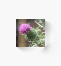 Bull Thistle Acrylic Block