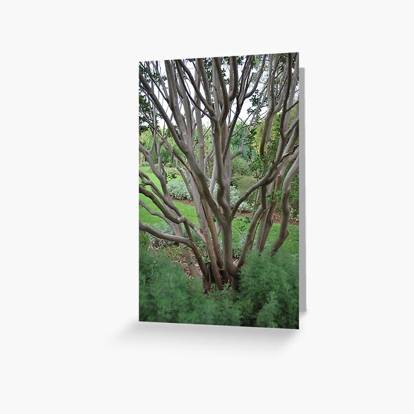 Vista previa del artículo con la obra «Crepe Myrtle», diseñado y vendido por Julie Sherlock.