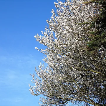 Artwork thumbnail, Welcome Spring! by ART22