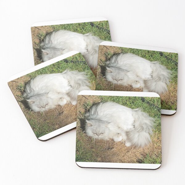 Item preview, Persian Chinchilla Cat - Original Photography designed and sold by JulienneJc.