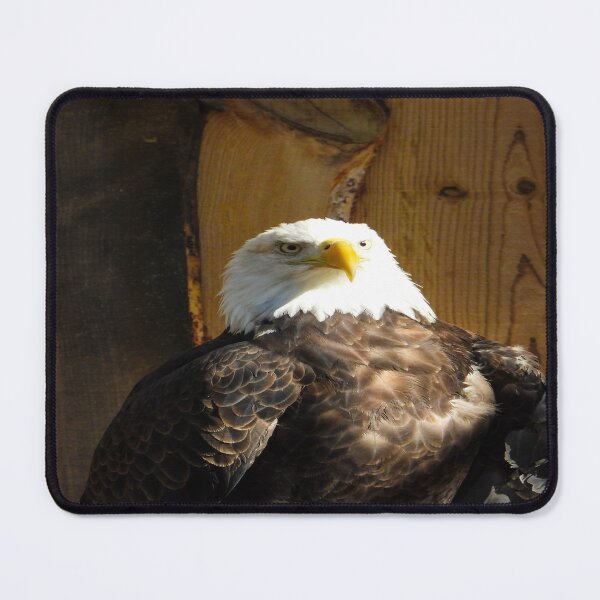 Item preview, Bald Eagle designed and sold by Craig Kauzmann.