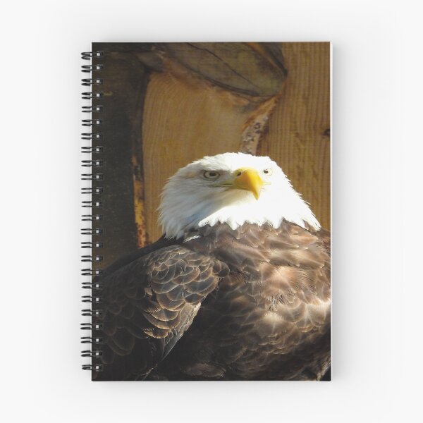 Item preview, Bald Eagle designed and sold by Craig Kauzmann.