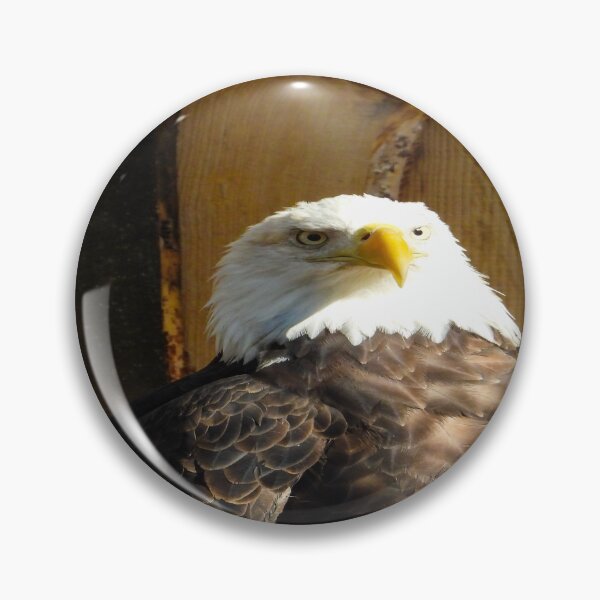 Item preview, Bald Eagle designed and sold by Craig Kauzmann.