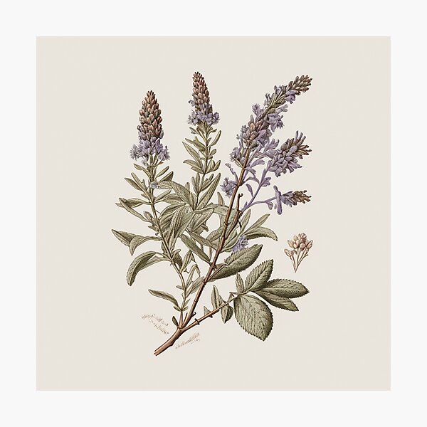 Item preview, Vintage Lavender Drawing with Muted Colors designed and sold by VC-prints.