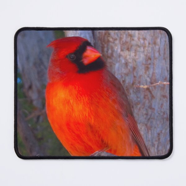 Item preview, Red hot Cardinal designed and sold by MarianBendeth.
