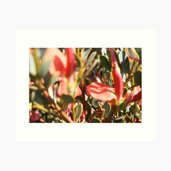 Item preview, Native flowers at Coffin Bay, S.A. designed and sold by elphonline.
