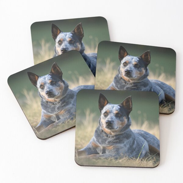 Aperçu de l'œuvre  Australian Blue Heeler Cattle Dog créée et vendue par LividPhoto.