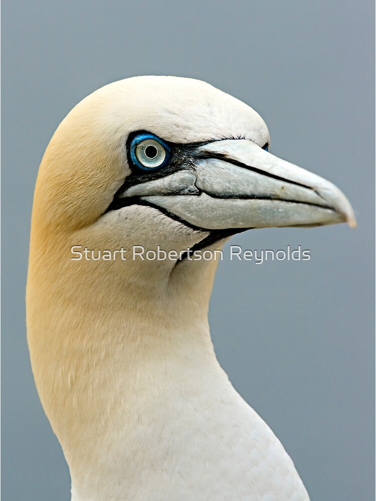 Atlantic Gannet by Sparky2000