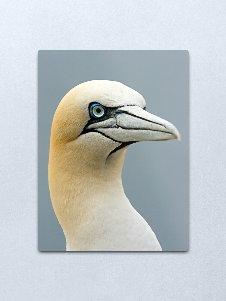 Alternate view of Atlantic Gannet Metal Print