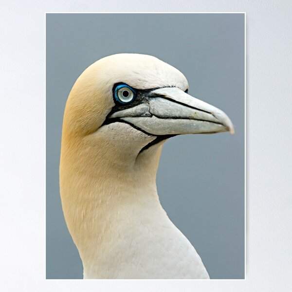 Item preview, Atlantic Gannet designed and sold by Stuart Robertson Reynolds.