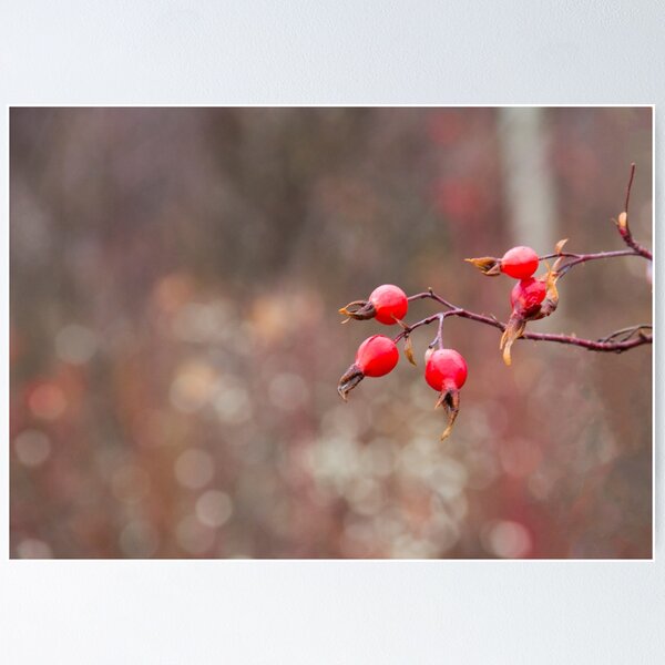 Item preview, Rose Hips in Autumn designed and sold by Ollivrosa.