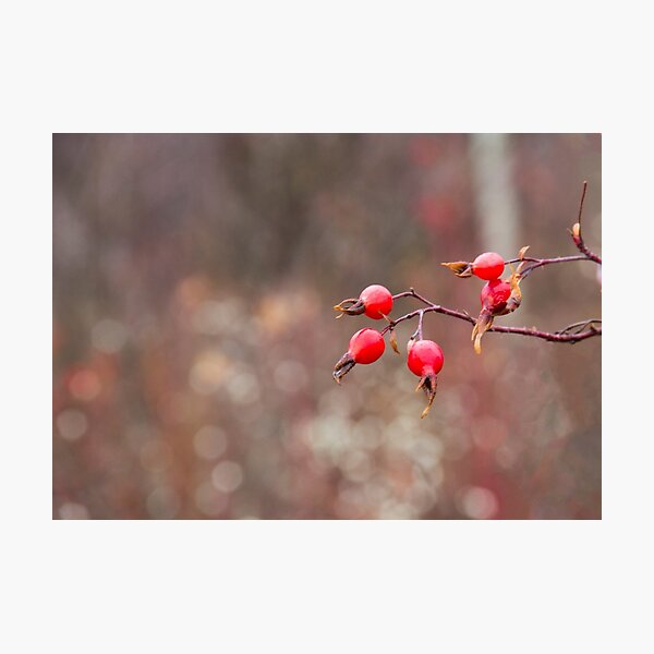 Item preview, Rose Hips in Autumn designed and sold by Ollivrosa.
