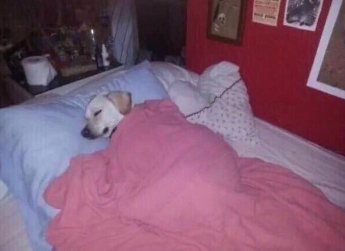 Dog Sleeping With Blanket Meme