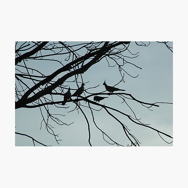silhouetted crested pigeons Photographic Print