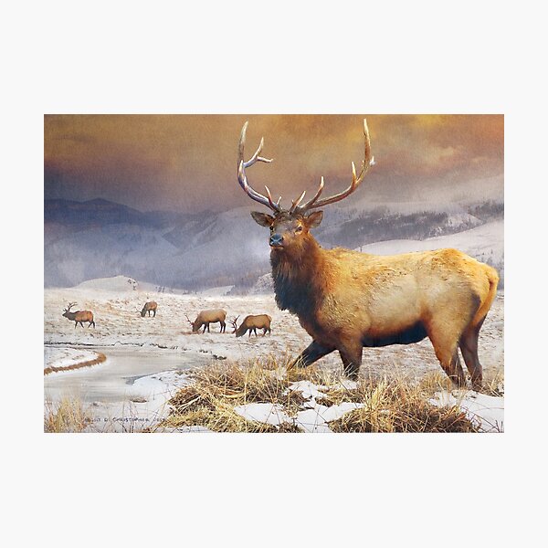 Item preview, jackson hole refuge bull elk designed and sold by R Christopher  Vest.
