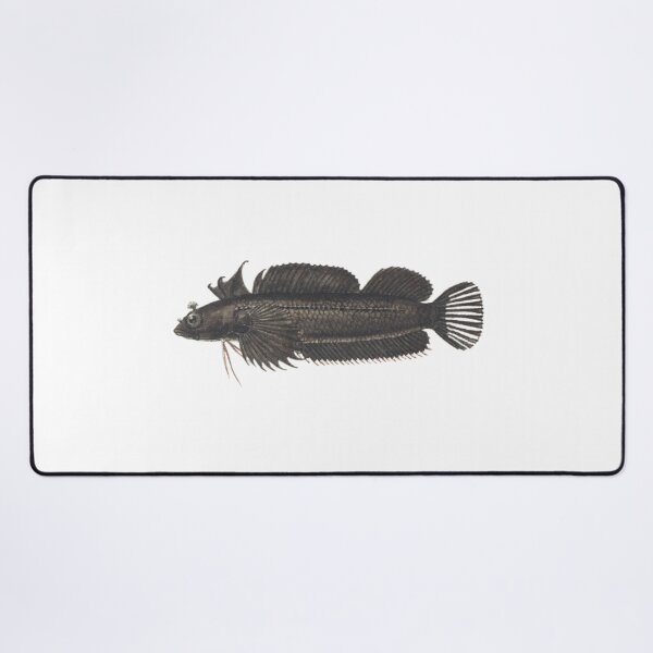 Item preview, Antique Fish Spectacled Triplefin Vintage Fish designed and sold by AmethystMurad.