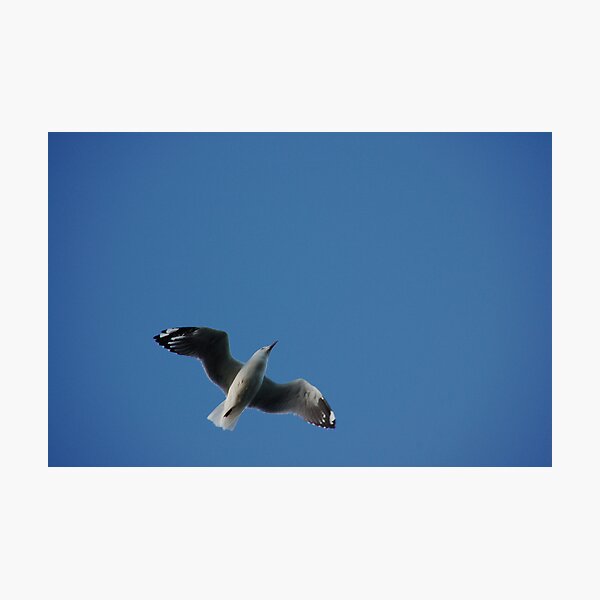 FREE Photographic Print