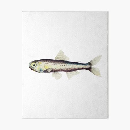 Vintage Fish Images Art Board Prints for Sale