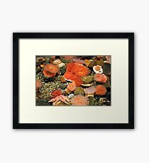 Tidal Pool Framed Print