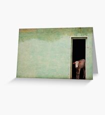 Cow Greeting Card