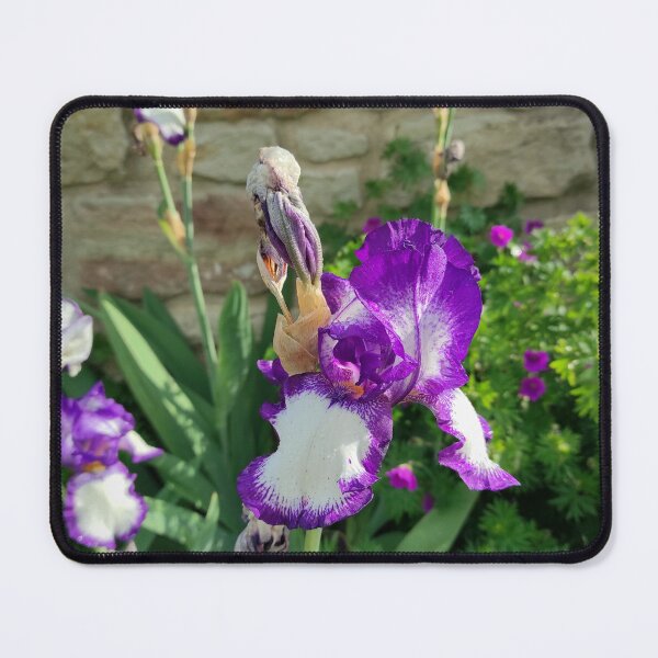 Item preview, Beautiful lily in front of wall designed and sold by Gourmetkater.