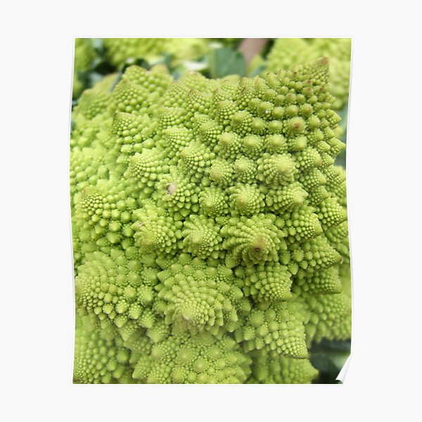 Romanesco Gifts Merchandise Redbubble