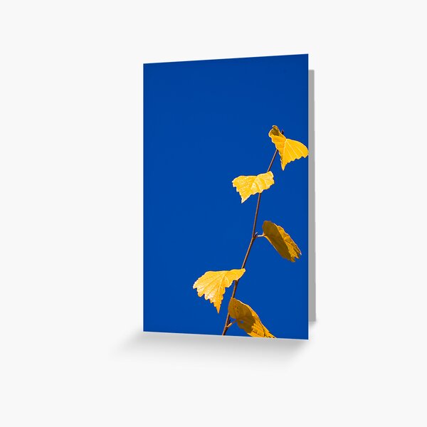 Fall Leaves Greeting Card