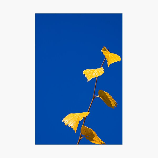 Fall Leaves Photographic Print