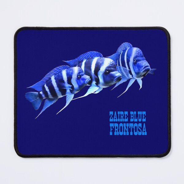 Item preview, FRONTOSA ZAIRE BLUE - FRONTOSA CICHLID designed and sold by Danicus666.