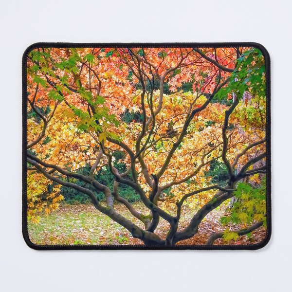 Item preview, The Acer Glade - Westonbirt Arboretum designed and sold by Viv Thompson Photography .