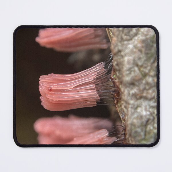 Item preview, Stemonitis designed and sold by Students of Life.